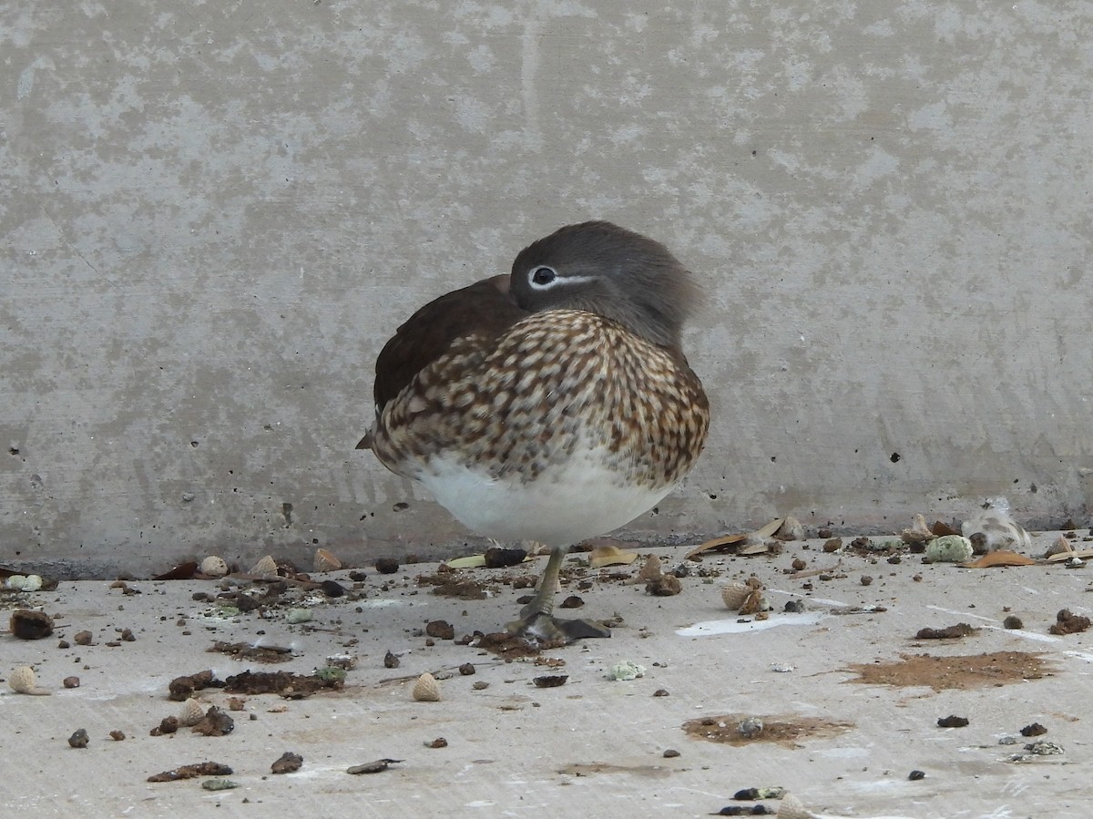 Mandarin Duck - ML647093906