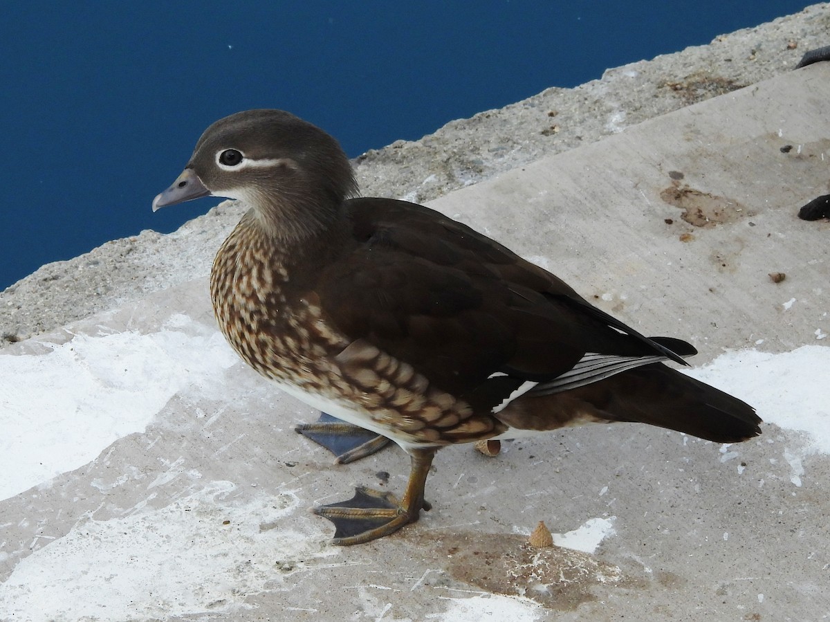 Mandarin Duck - ML647093907