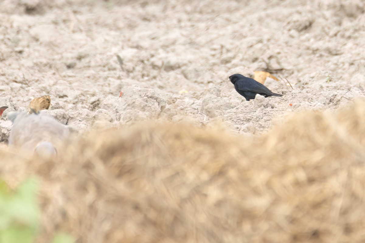 シコンチョウ - ML647093908