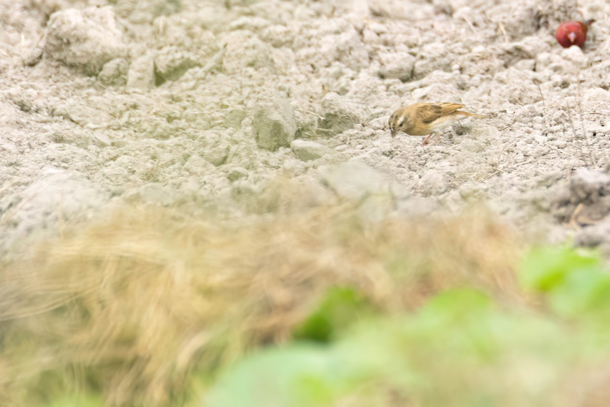 シコンチョウ - ML647093909