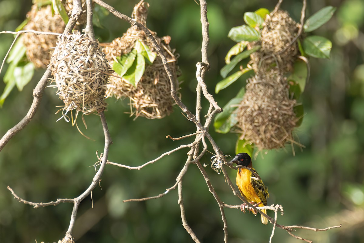 Деревенский ткач - ML647093918