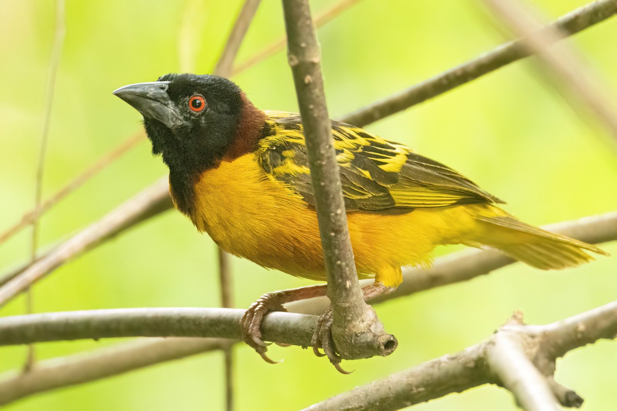 ズグロウロコハタオリ - ML647093921