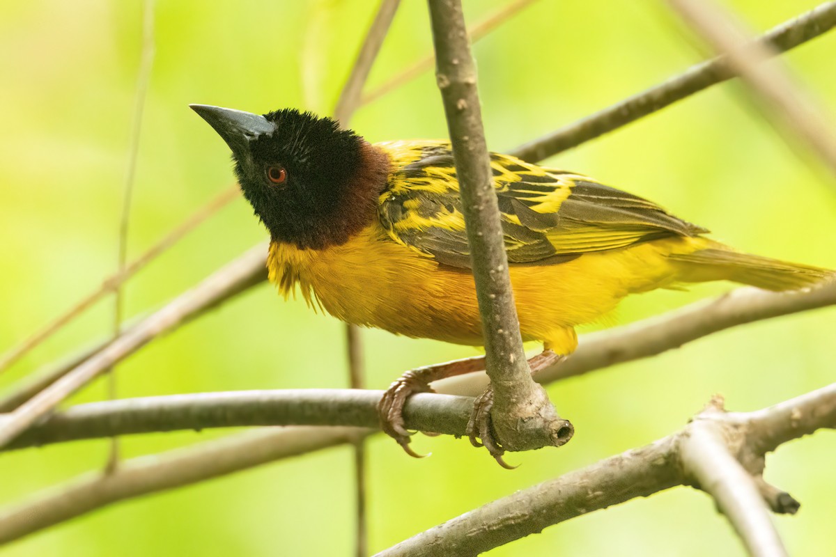 ズグロウロコハタオリ - ML647093922