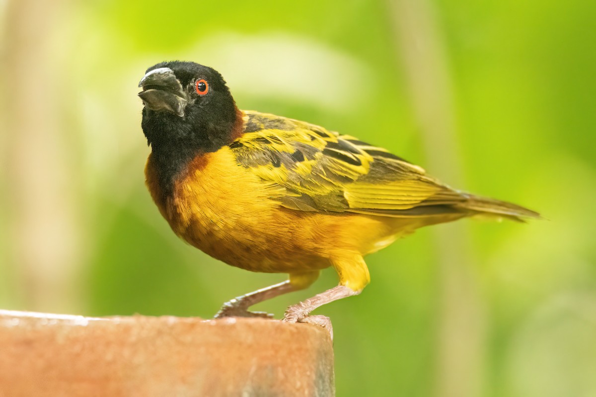 ズグロウロコハタオリ - ML647093923