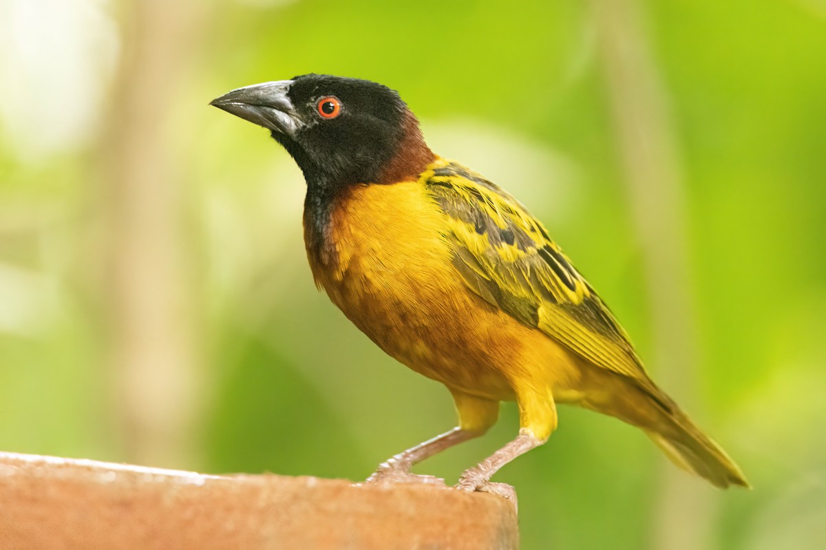 ズグロウロコハタオリ - ML647093925