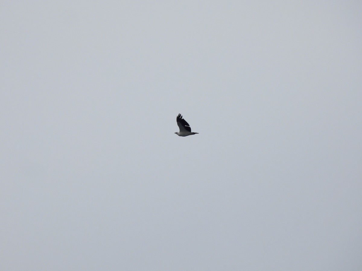 עיטם לבן-גחון - ML647093928