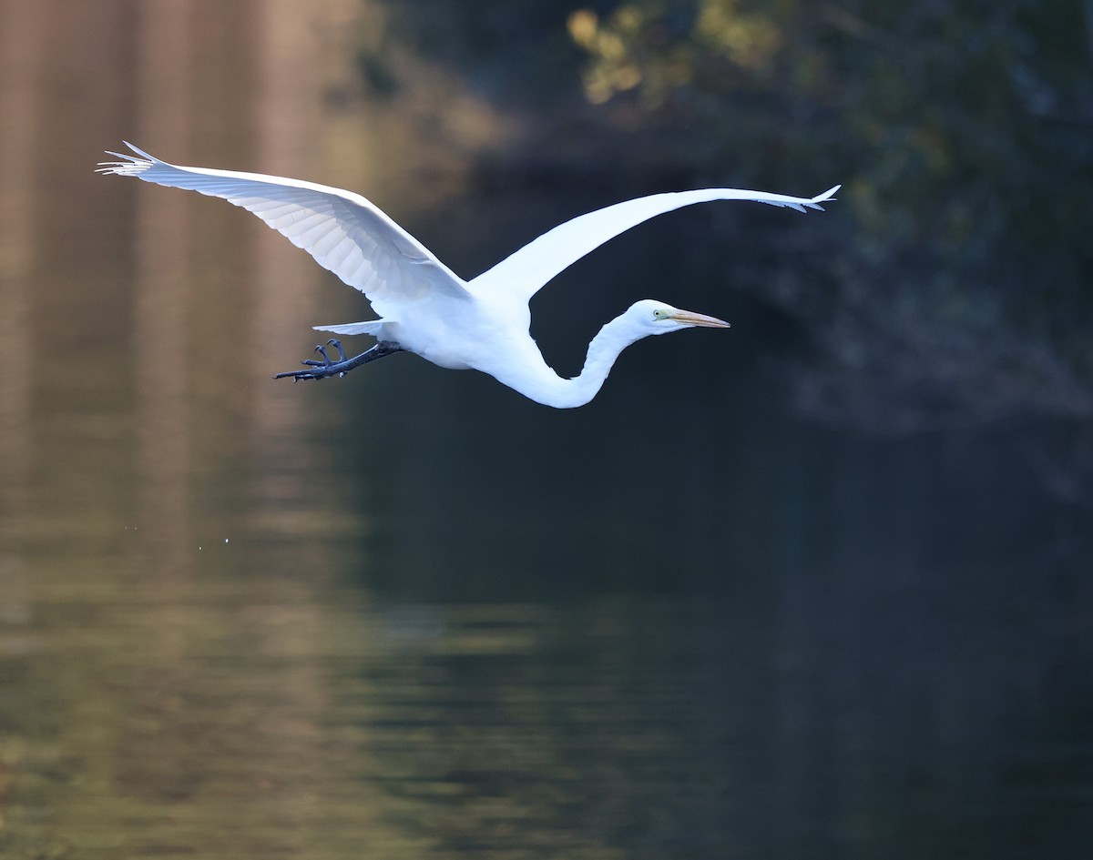 大白鷺 - ML647093932