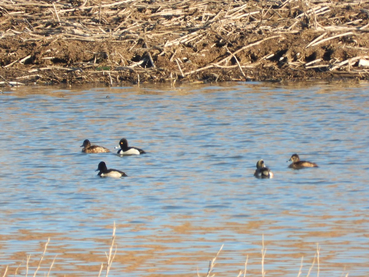 Ring-necked Duck - ML647093933