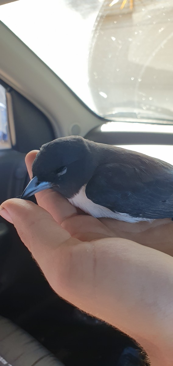 White-breasted Woodswallow - ML647093937