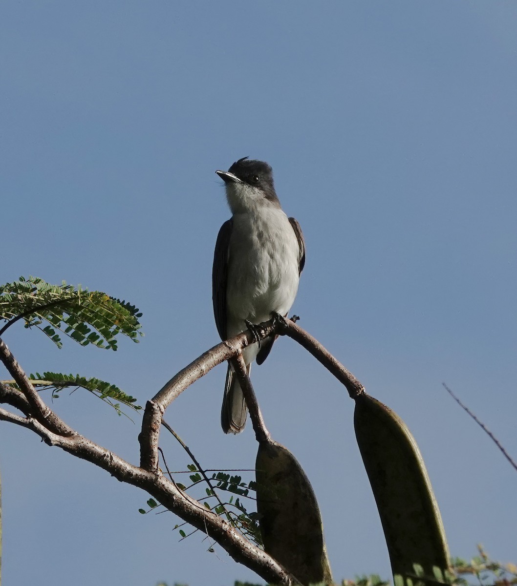 Tyran tête-police (taylori) - ML647093938