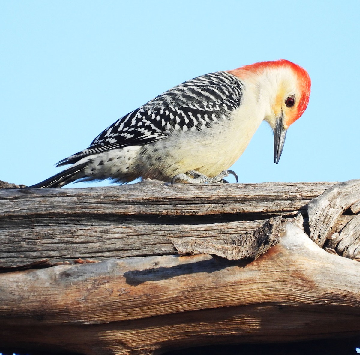 Red-bellied Woodpecker - ML647093939