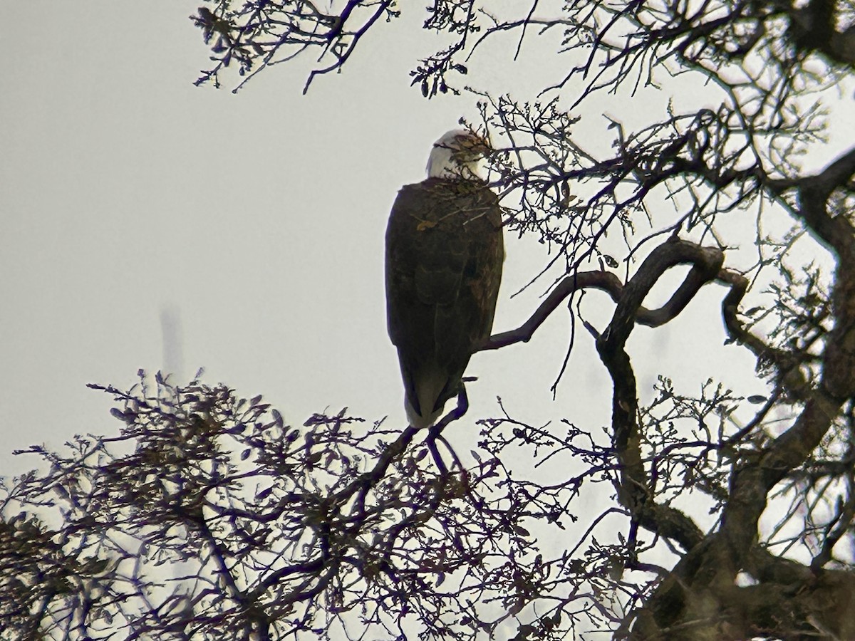 orel bělohlavý - ML647093942