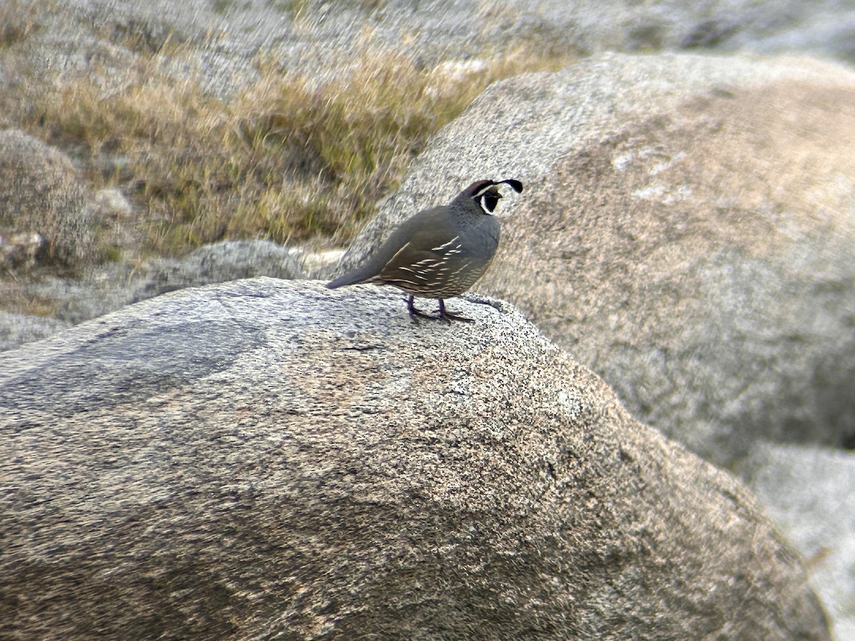 křepel kalifornský - ML647093946