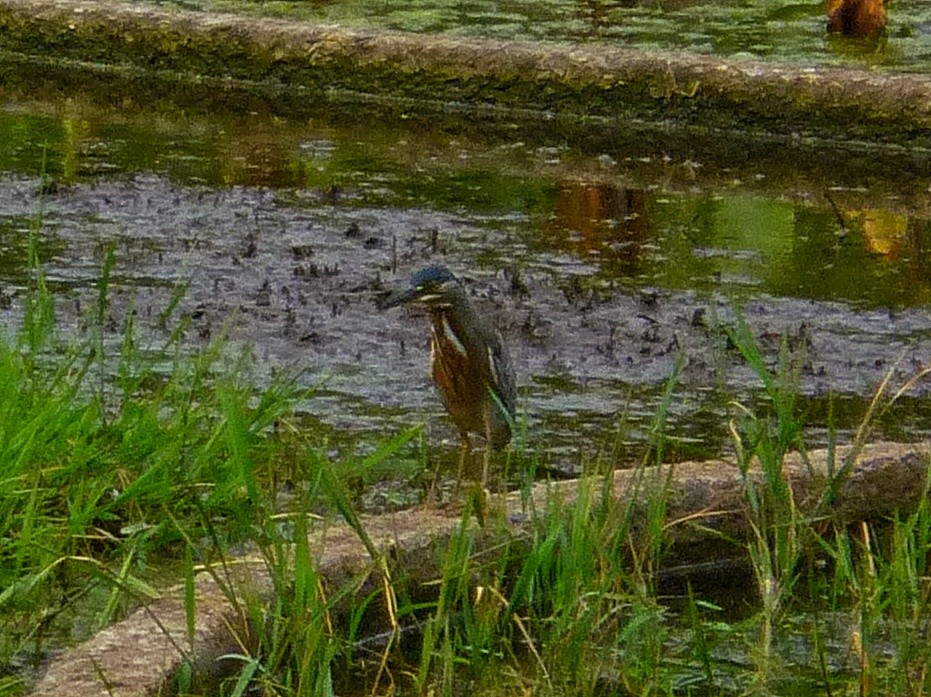 Striated Heron - ML647093955