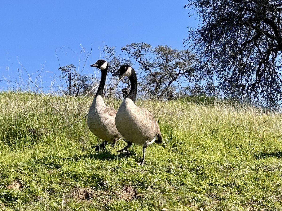 berneška velká - ML647093956