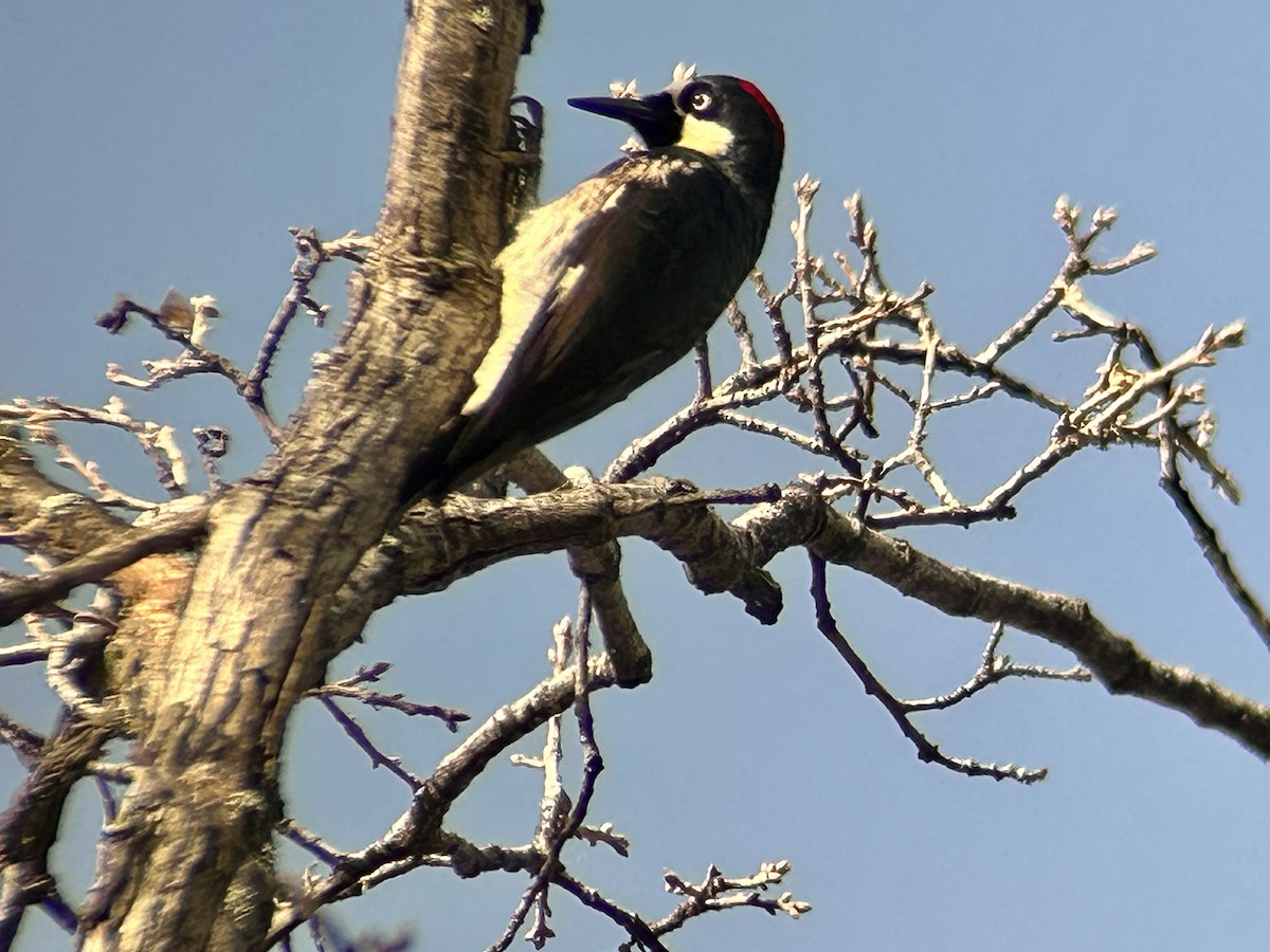 datel sběrač - ML647093959