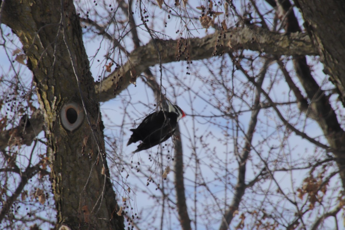 Pileated Woodpecker - ML647093965
