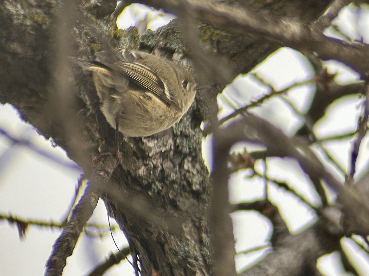 králíček americký - ML647093969