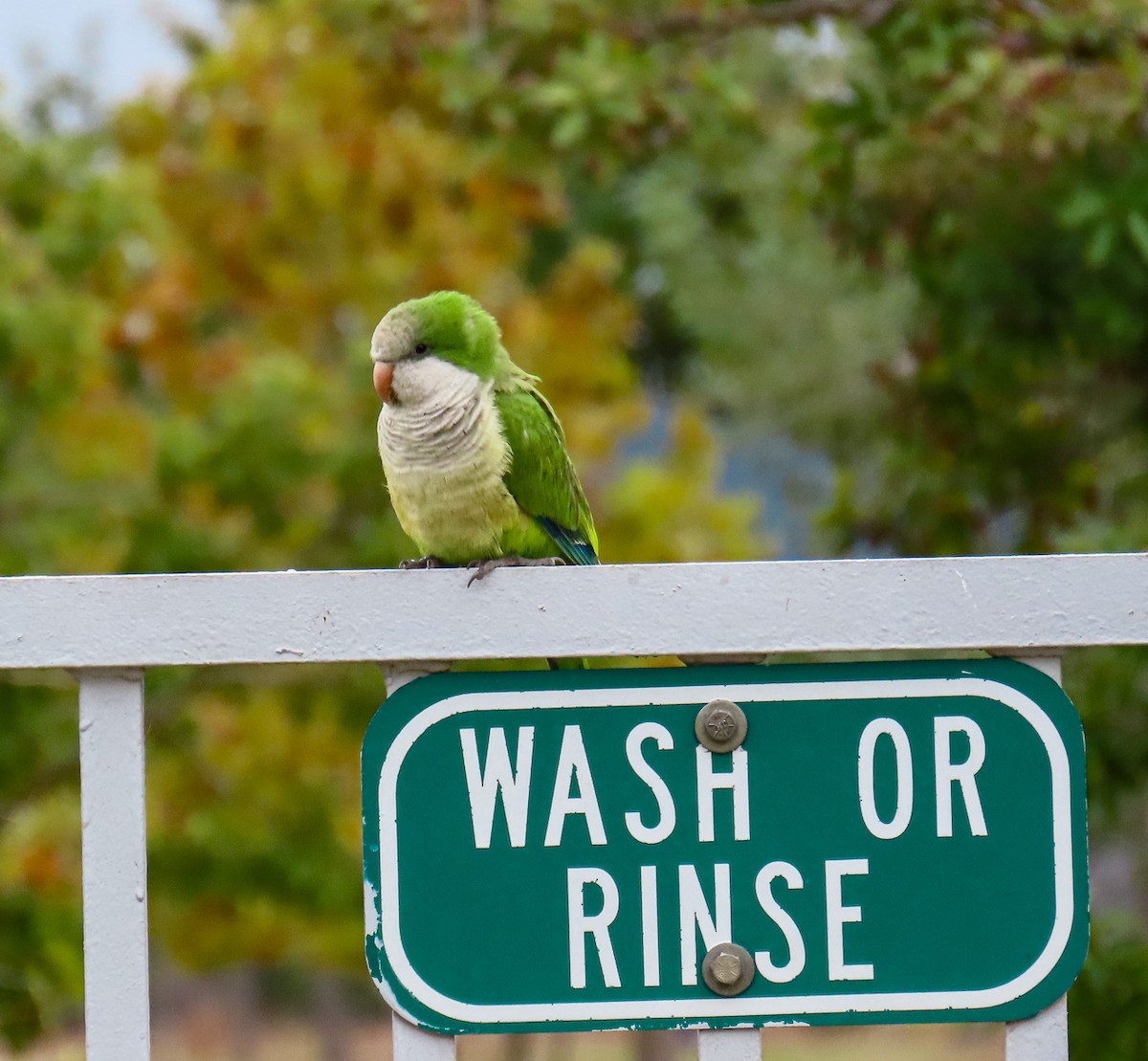 Mönchssittich - ML647093975