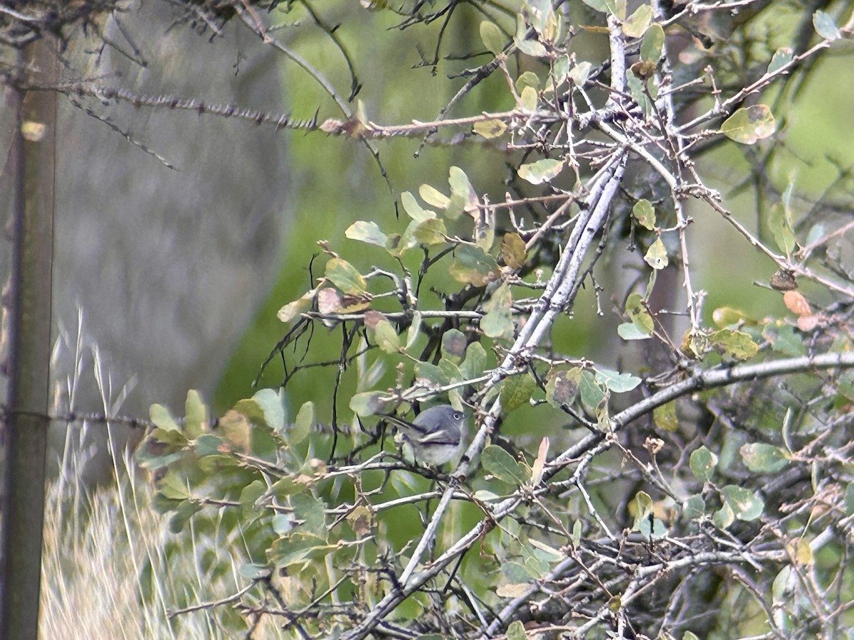 leskot modrošedý - ML647093983