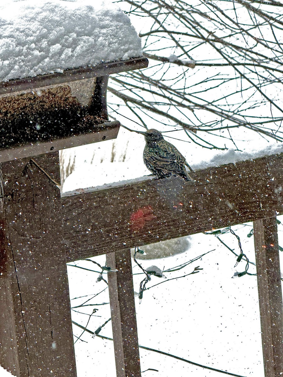 European Starling - ML647093984