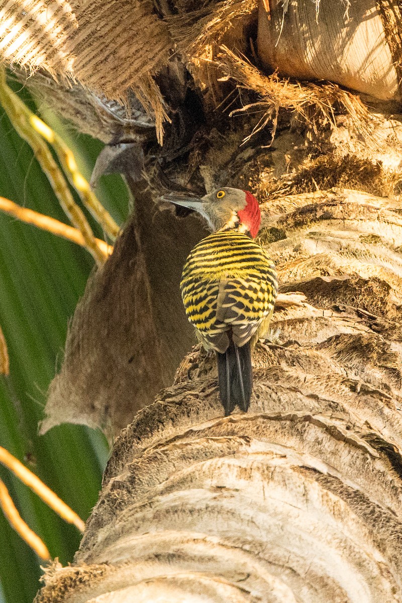 Hispaniolan Woodpecker - ML647093985