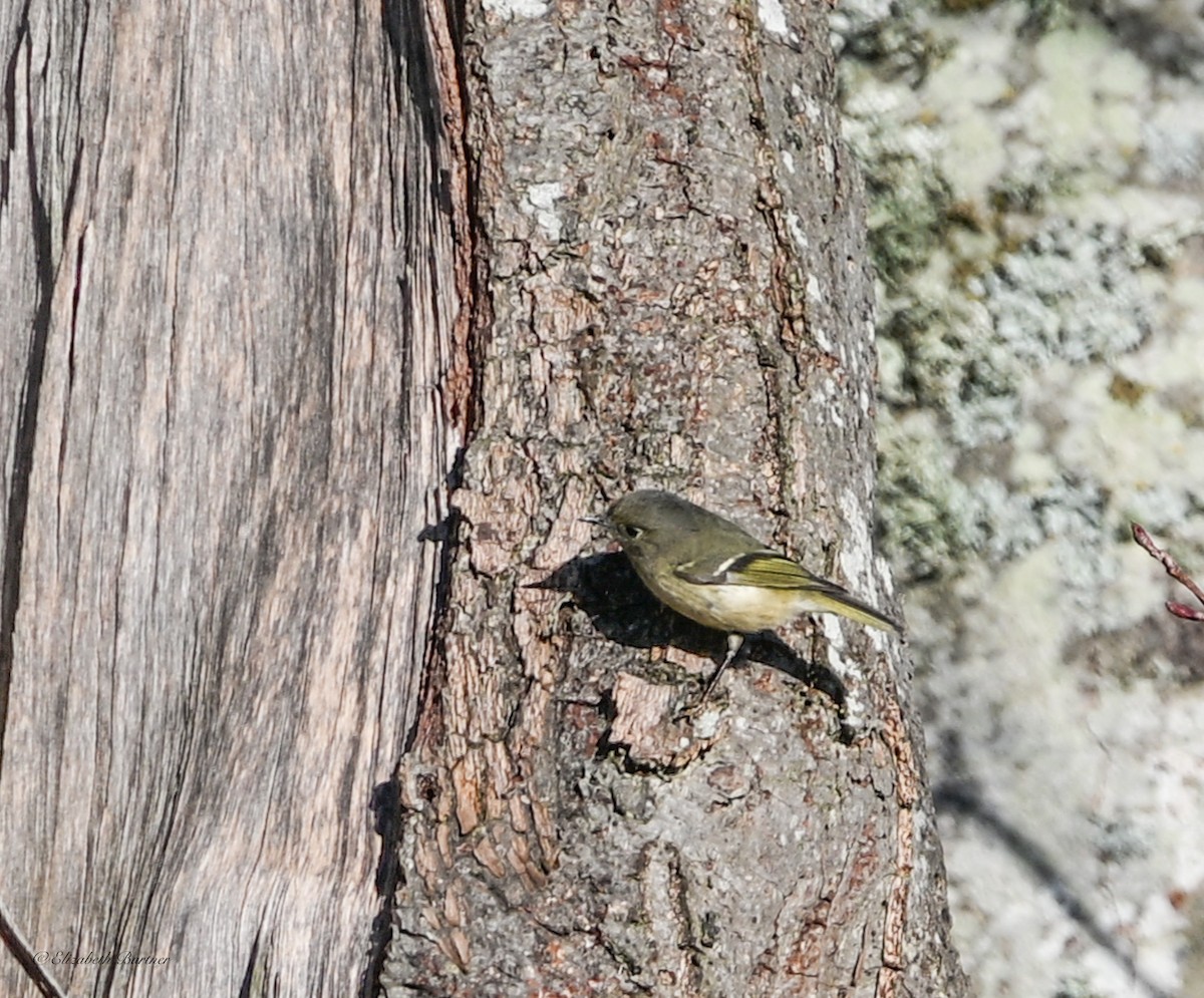 Ruby-crowned Kinglet - ML647093986