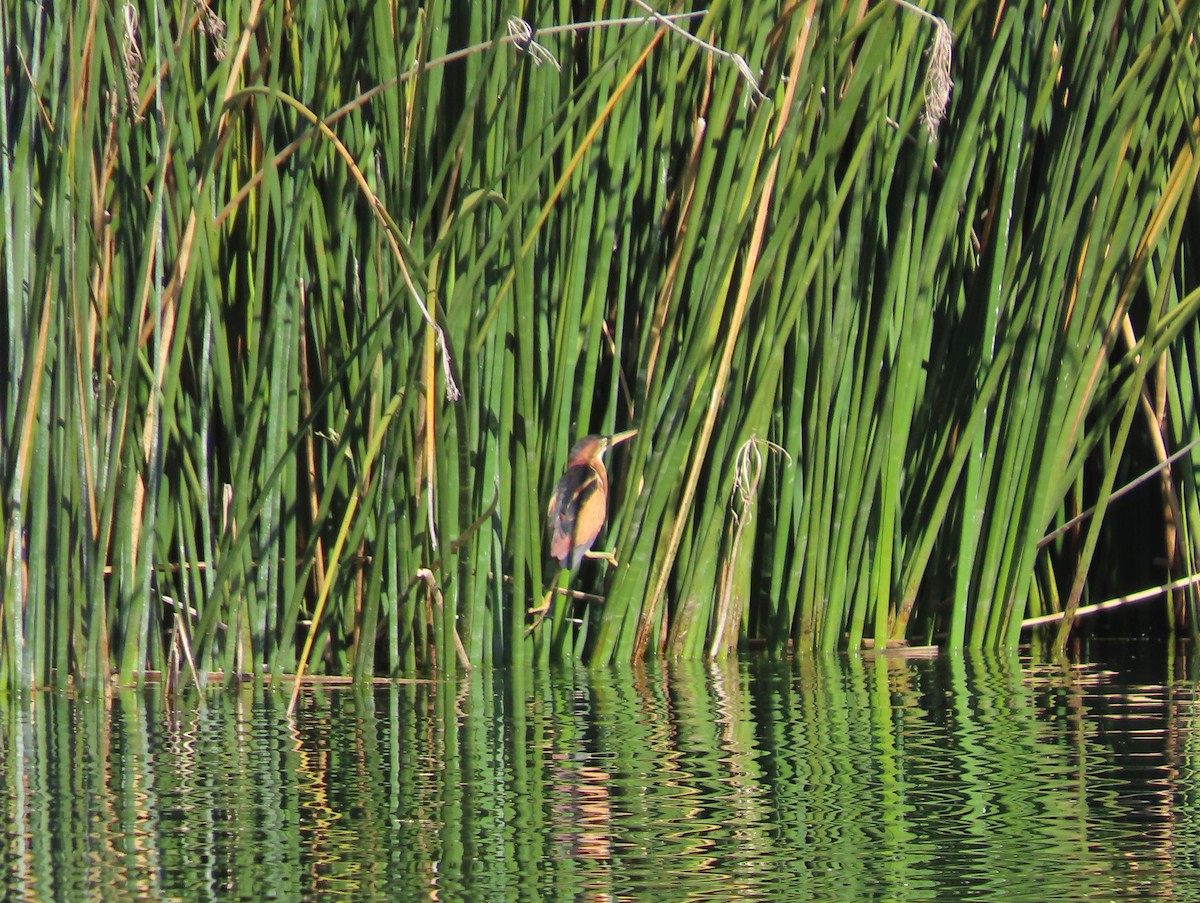 Least Bittern - ML647093988