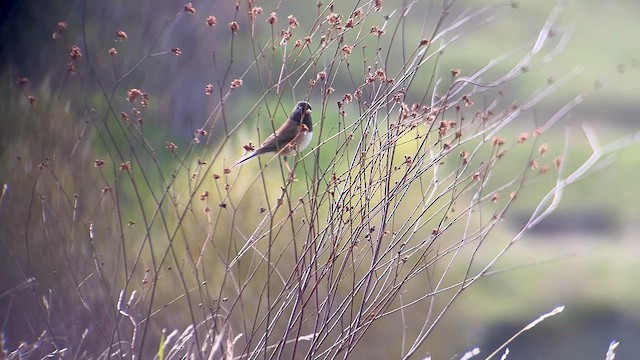 Dark-eyed Junco - ML647093989