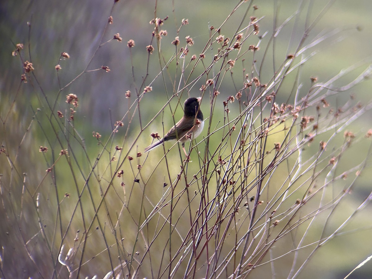 Dark-eyed Junco - ML647093995