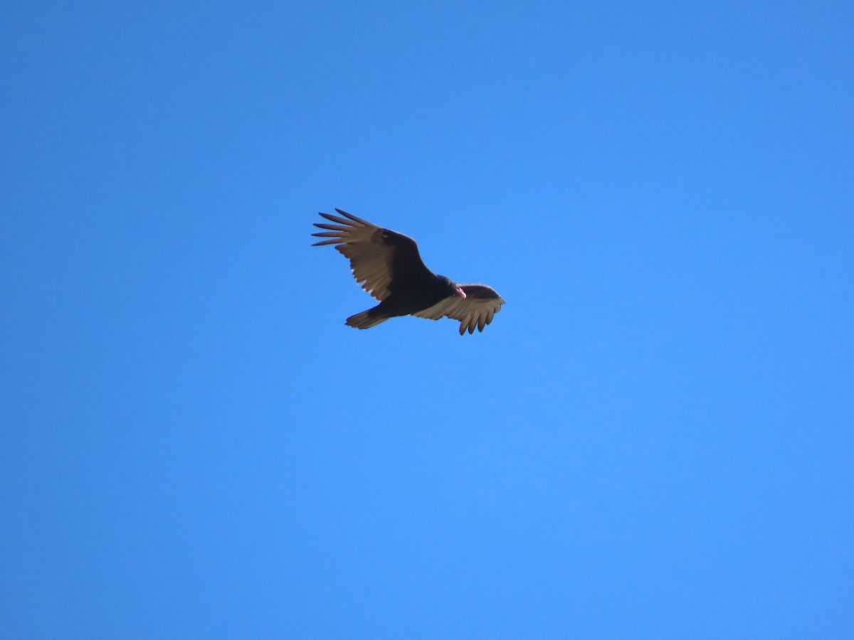 Turkey Vulture - ML647093996