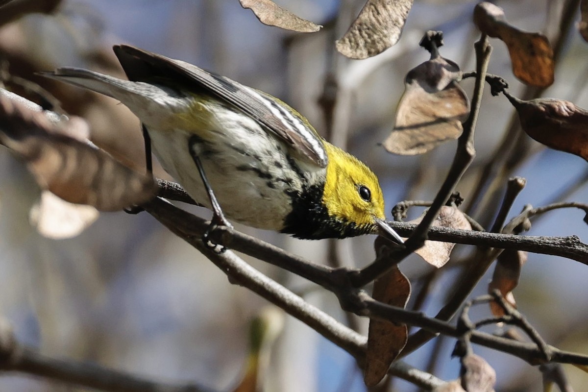 Black-throated Green Warbler - ML647093997