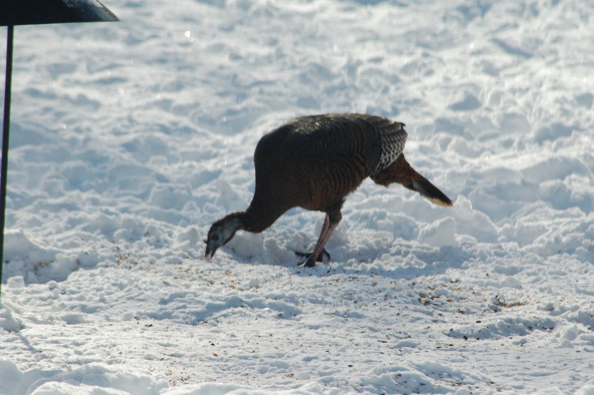 シチメンチョウ - ML647093999