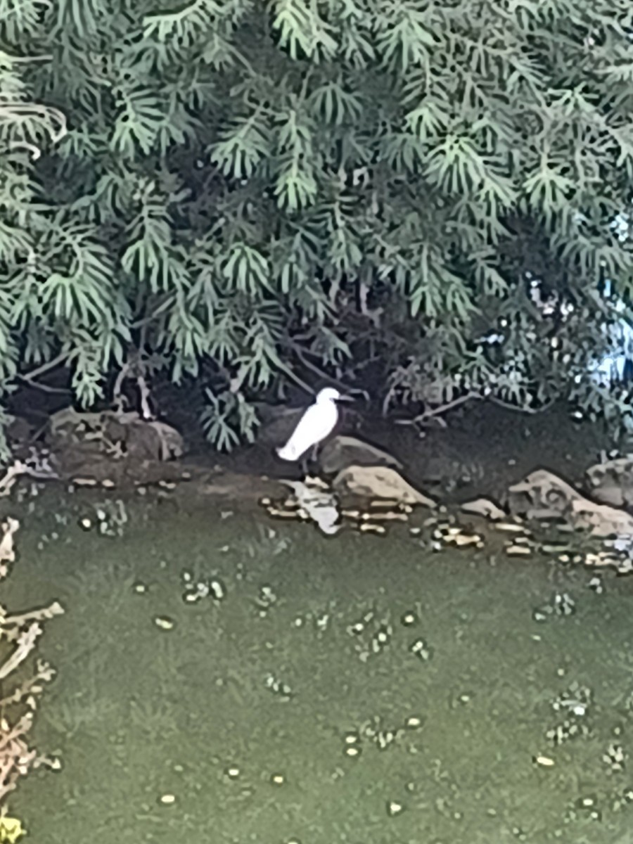 Little Egret - ML647094000