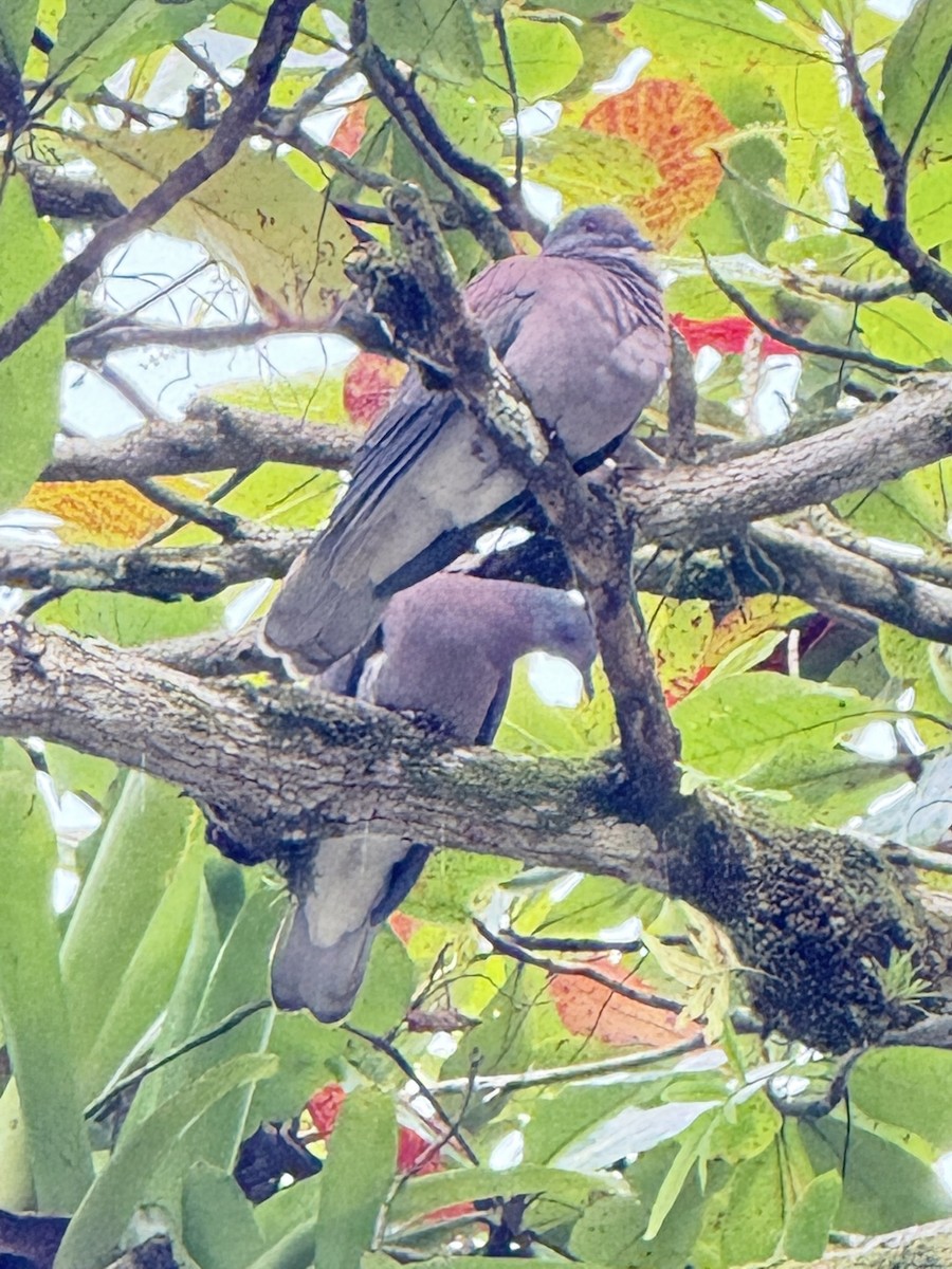 Pale-vented Pigeon - ML647094003