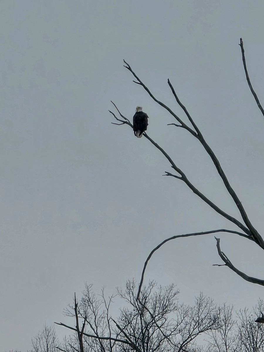 Bald Eagle - ML647094005