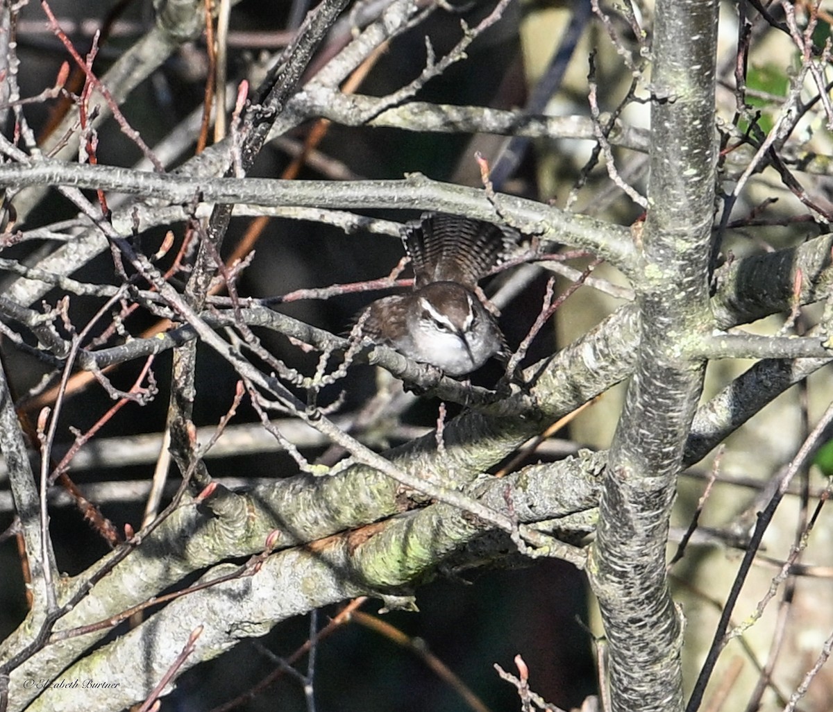 Bewick's Wren - ML647094006
