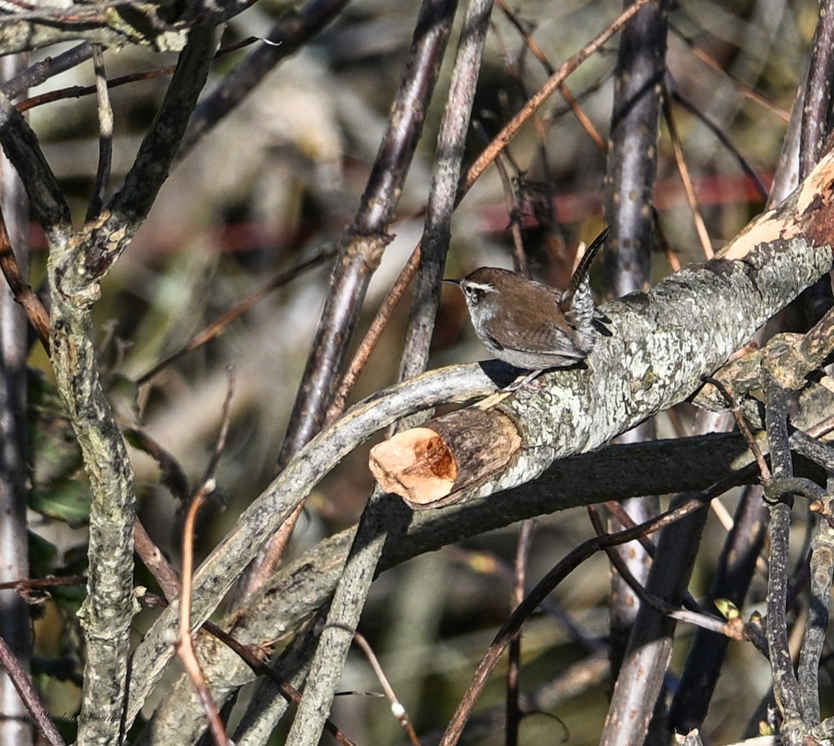 Bewick's Wren - ML647094007
