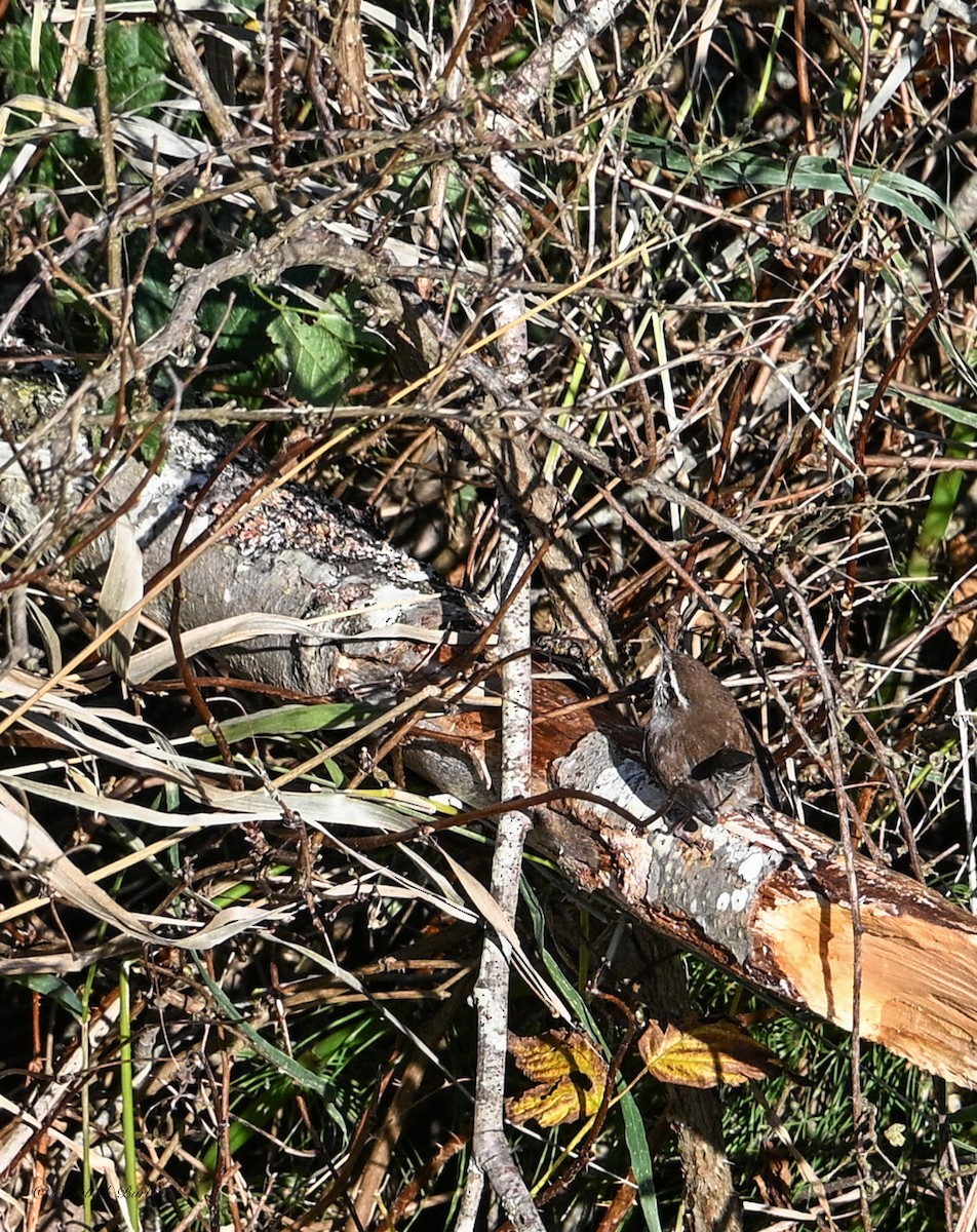 Bewick's Wren - ML647094008