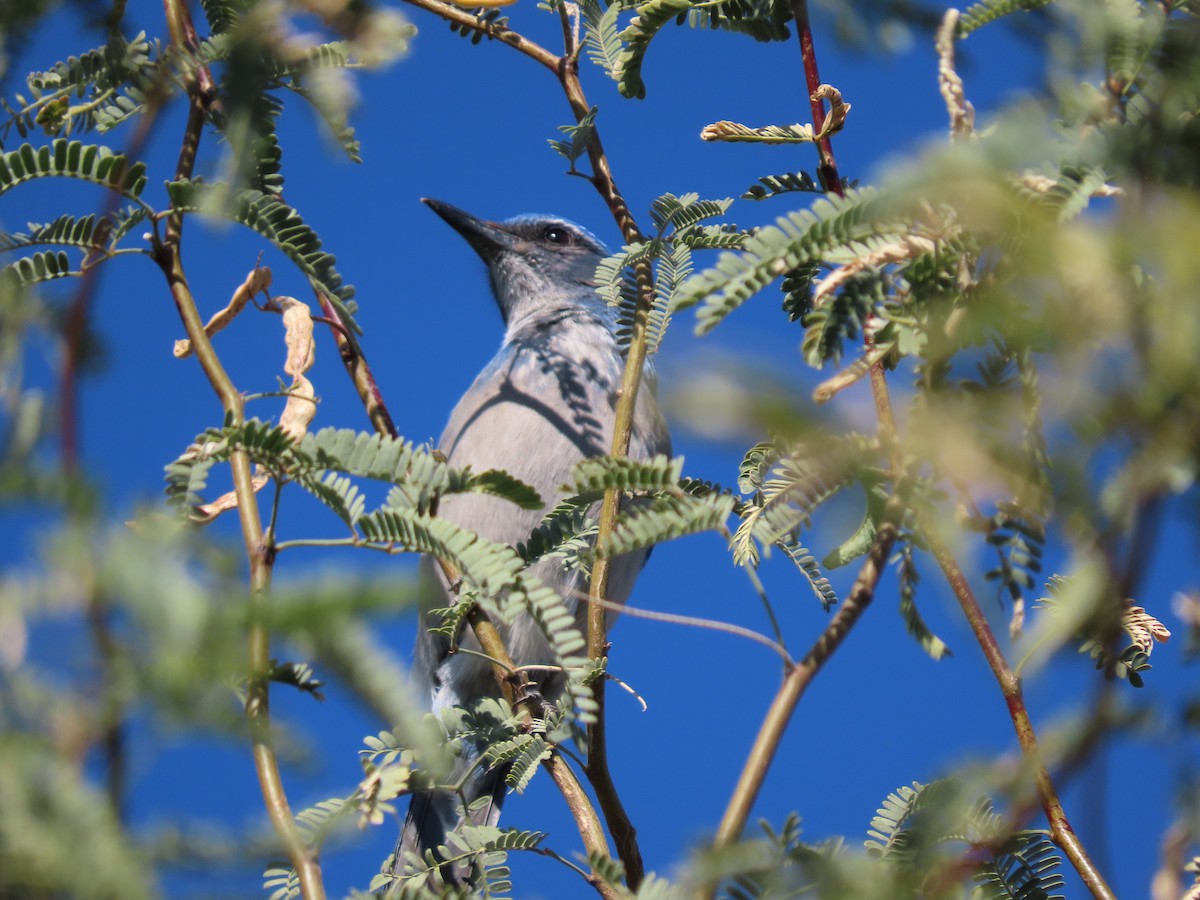 Woodhouse's Scrub-Jay - ML647094009