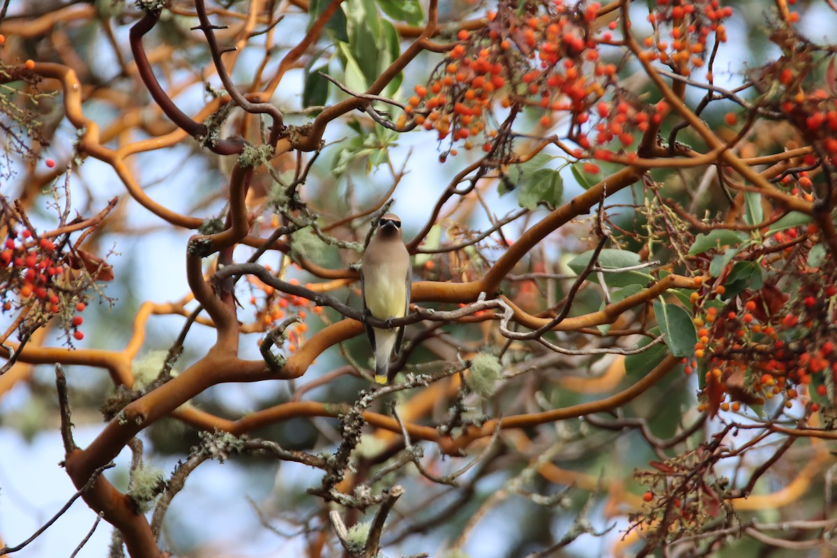 Cedar Waxwing - ML647094010