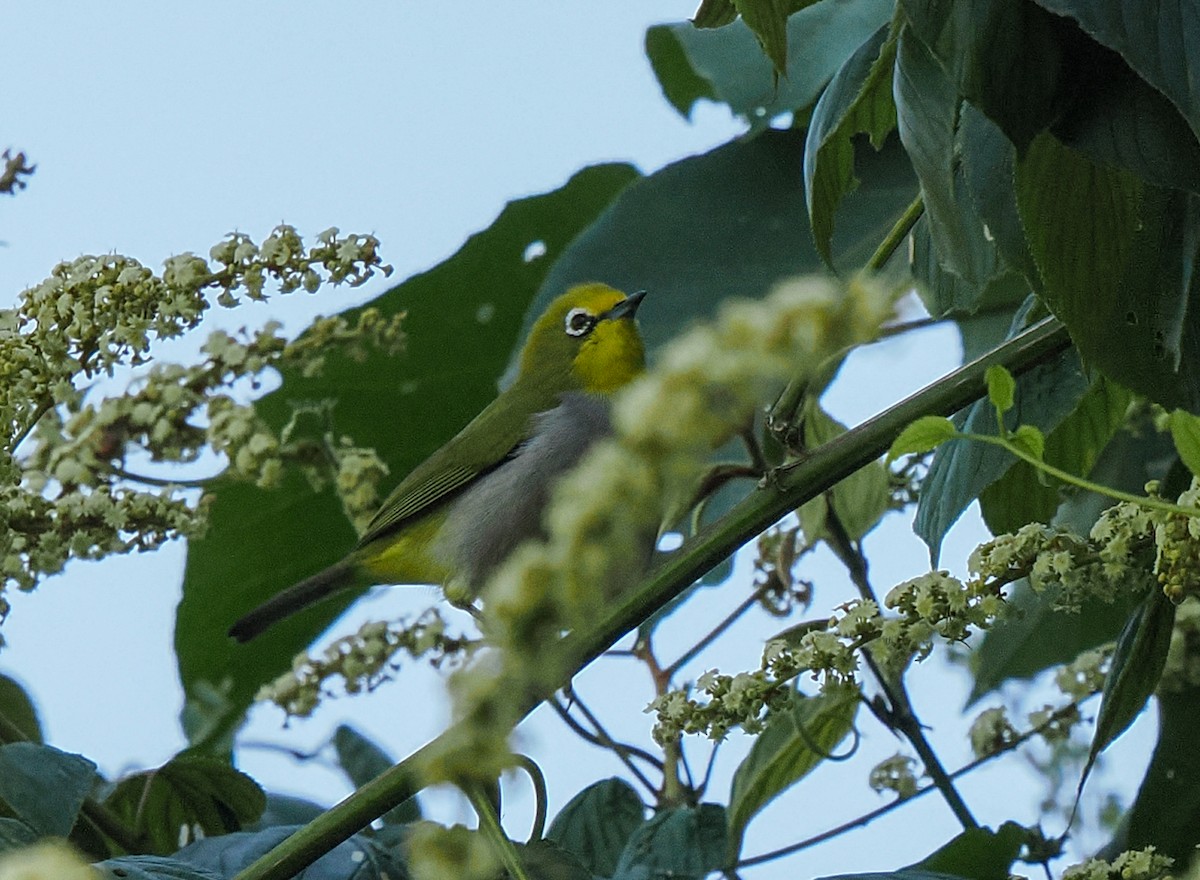Ethiopian White-eye - ML647094011