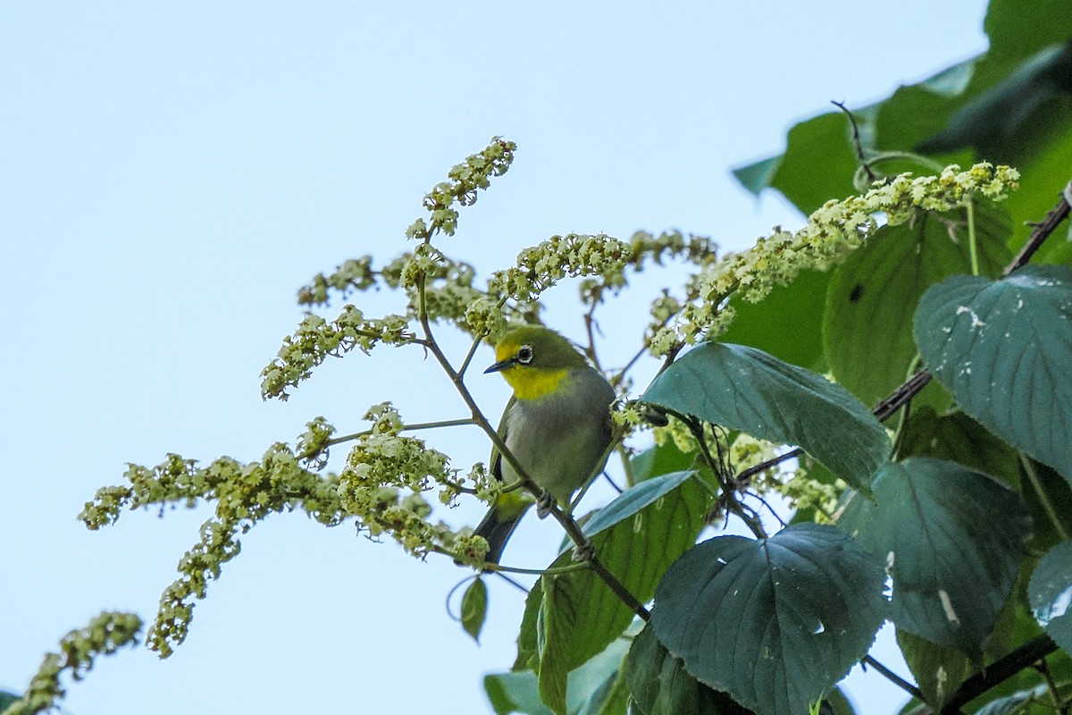 Ethiopian White-eye - ML647094012