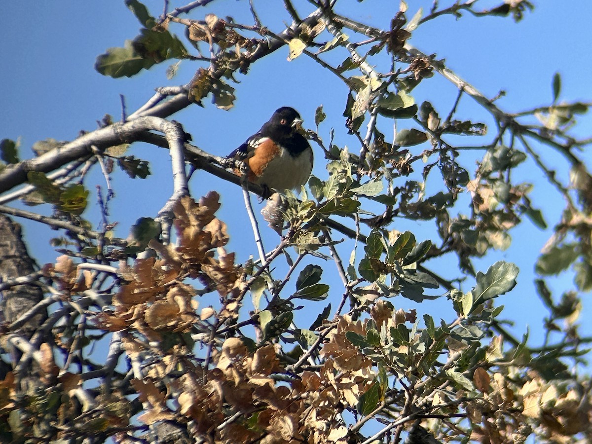 Spotted Towhee - ML647094013