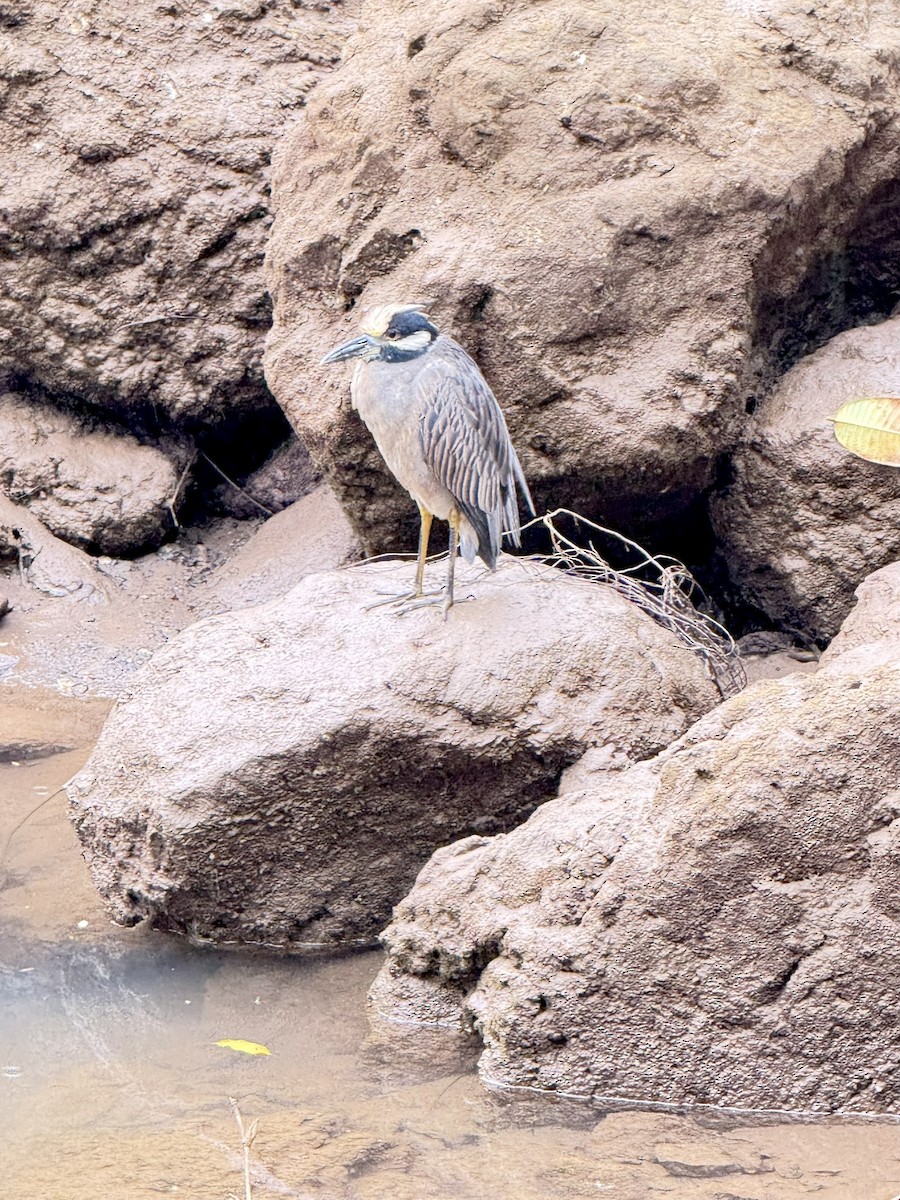 Yellow-crowned Night Heron - ML647094014