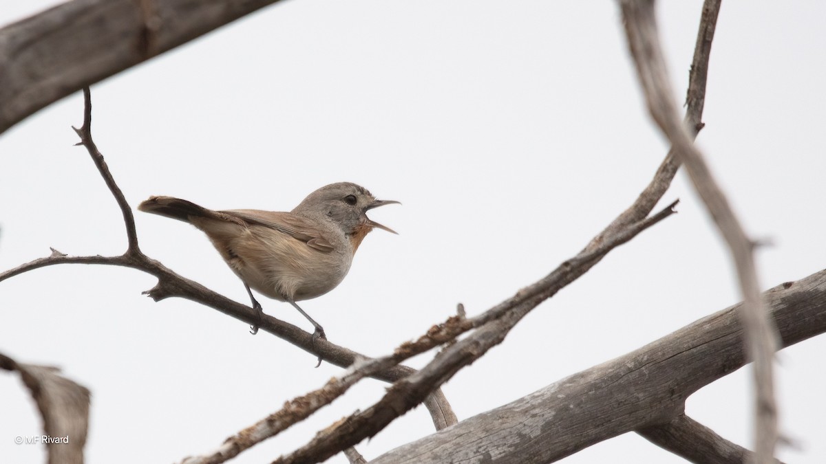 Redthroat - ML647094015