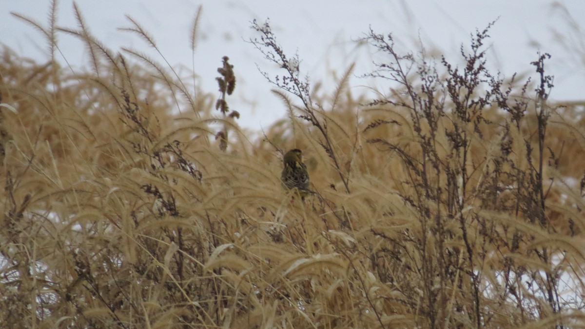 Tordo Charlatán - ML647094022