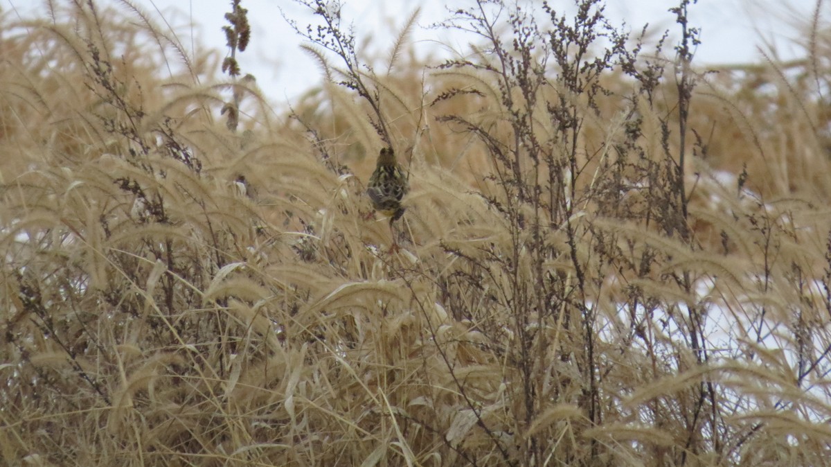 Tordo Charlatán - ML647094023