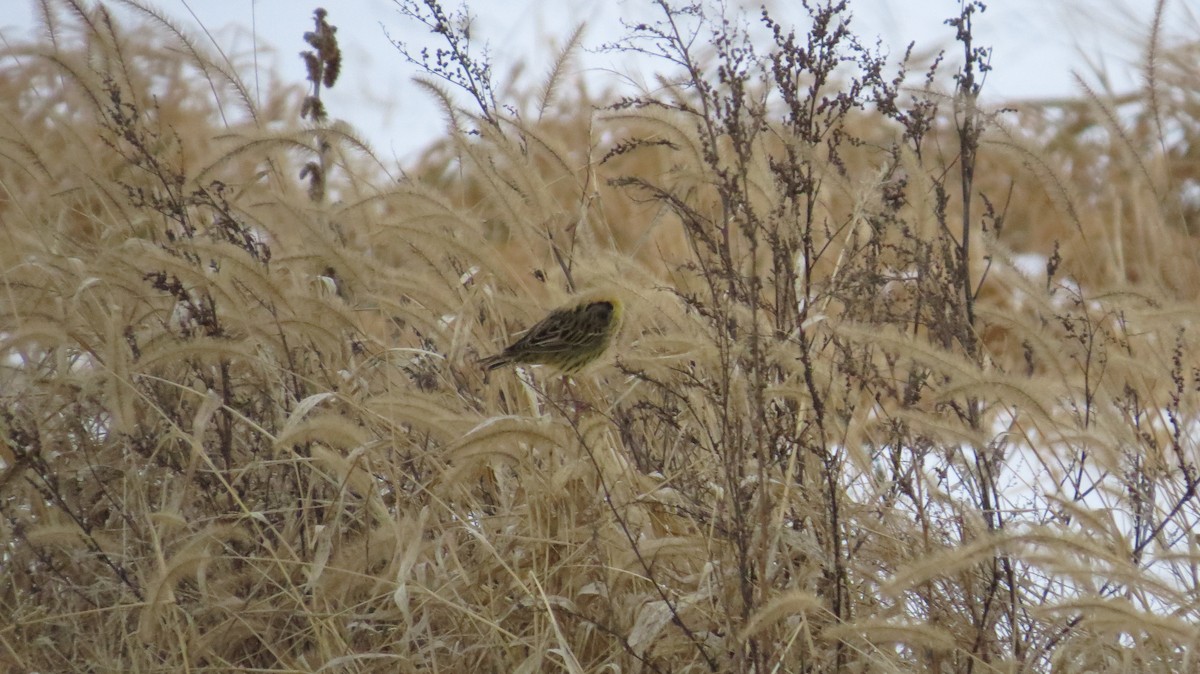 Tordo Charlatán - ML647094025