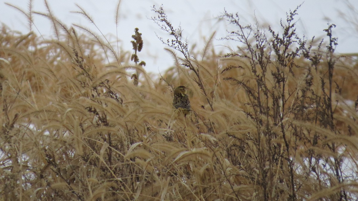 Tordo Charlatán - ML647094026